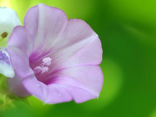 Hermosa Flor Trompeta Púrpura Con Fondo Borroso Verde —  Fotos de Stock