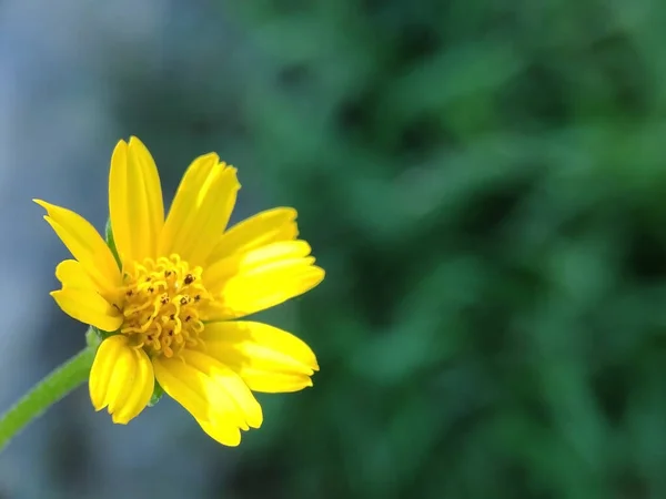 Sluiten Gele Daisy Bloem Sphagneticola Trilobata Met Wazige Achtergrond — Stockfoto