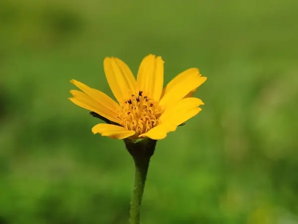 Sluiten Gele Daisy Bloem Sphagneticola Trilobata Met Wazige Achtergrond — Stockfoto