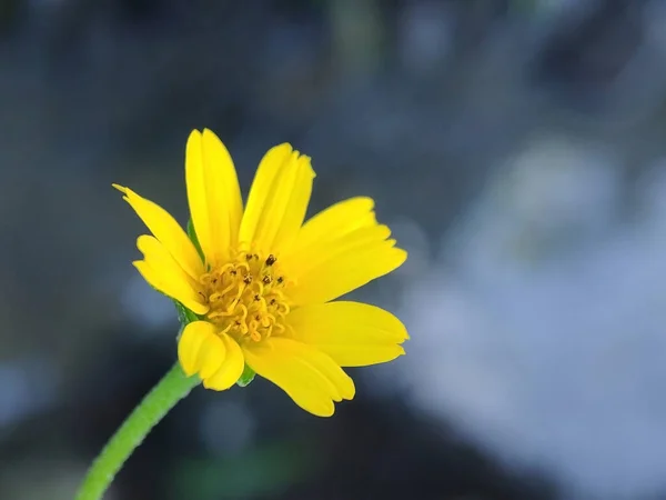 Chiudi Fiore Margherita Gialla Sphagneticola Trilobata Con Sfondo Sfocato — Foto Stock