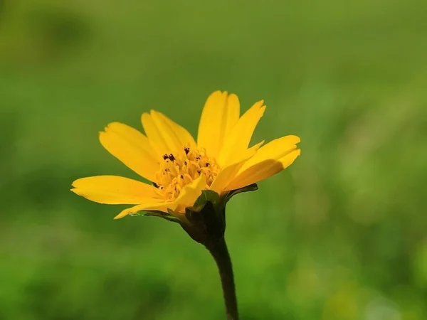 Sluiten Gele Daisy Bloem Sphagneticola Trilobata Met Wazige Achtergrond — Stockfoto