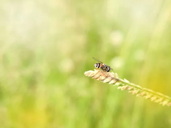 Kleine Arbeitsbienen Ruhen Sich Morgens Auf Der Wiese Rand Des — Stockfoto