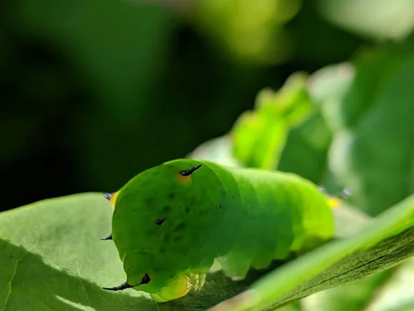 葉に緑色の光沢のある蛾の幼虫が日の出に集中して緑色の背景を持つ — ストック写真