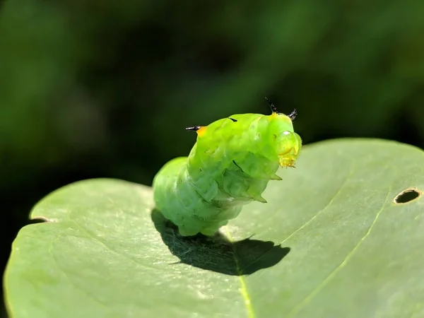 葉に緑色の光沢のある蛾の幼虫が日の出に集中して緑色の背景を持つ — ストック写真