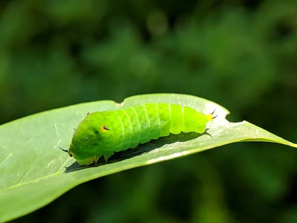 Larvas Polilla Verde Brillante Una Hoja Amanecer Con Fondo Verde —  Fotos de Stock