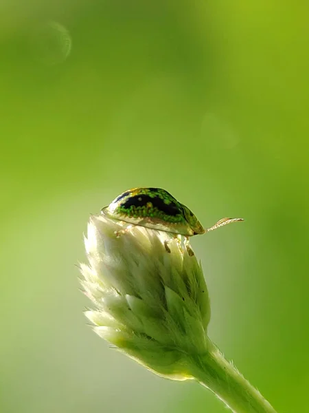 Shiny Rainbow Ladybug Standing White Flower Image Photo — Stock Photo, Image