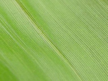 Bambu fiber yaprak dokusu arkaplanının detaylarını kapat