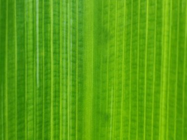 Bambu fiber yaprak dokusu arkaplanının detaylarını kapat