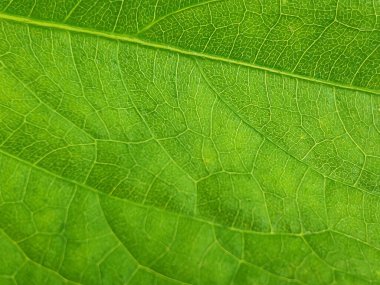 guava fiber yaprak dokusu arkaplanının detaylarını kapat