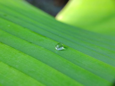 Seçici odak kavramsal - yeşil katmanlı yaprak / yapraklara çiy damlaları gün doğumunda bulanık siyah arkaplan ile düşer. Resim fotoğrafı.