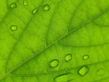 Guava fiber yaprak dokusu arkaplanı ve sabah çiğ damlası