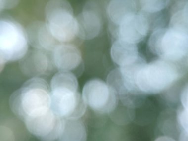 Ormandaki yemyeşil yaprakların doğal beyaz bokeh ışığı. Resim fotoğrafı.