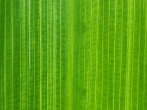 Detailní Záběr Pozadí Bambusových Vláknitých Listů — Stock fotografie