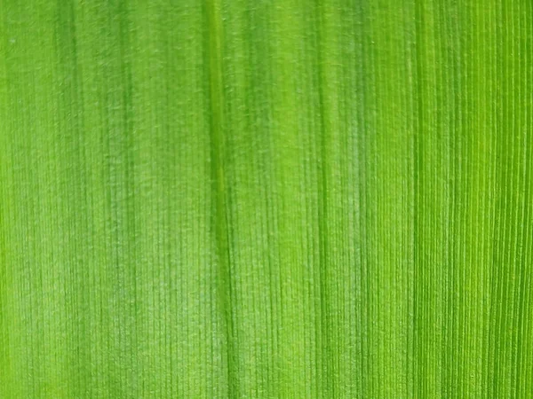 Detailní Záběr Pozadí Bambusových Vláknitých Listů — Stock fotografie