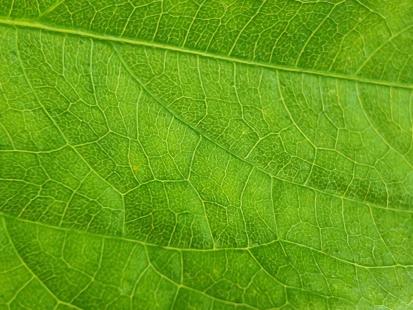 Close Detail Van Guava Vezel Blad Textuur Achtergrond — Stockfoto
