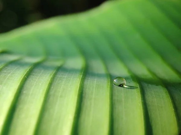 Selective Focus Conceptual Dew Drops Green Layered Leaf Leaves Sunrise — Stock Photo, Image