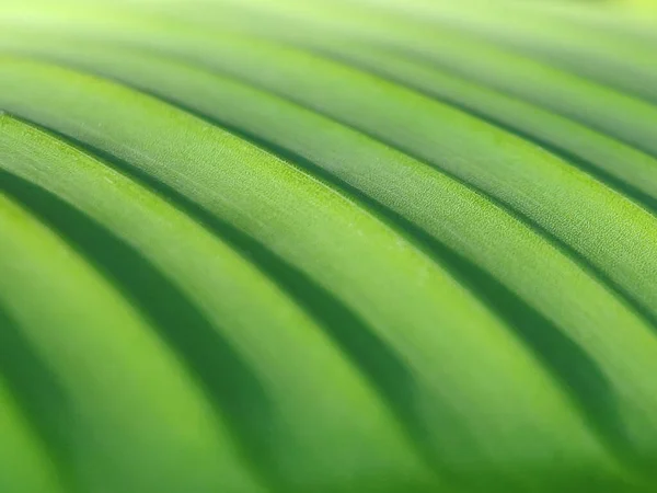 Enfoque Selectivo Conceptual Gotas Rocío Hojas Hojas Capas Verdes Amanecer — Foto de Stock