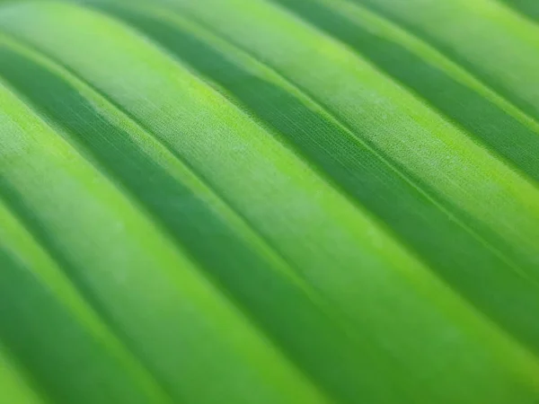 Konzeptioneller Selektiver Fokus Tautropfen Auf Grün Geschichtetem Blatt Blättern Bei — Stockfoto