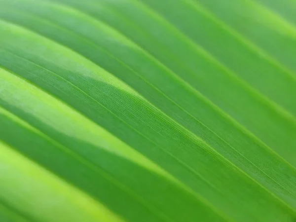 Selectieve Focus Conceptueel Dauw Druppels Groen Gelaagd Blad Bladeren Bij — Stockfoto