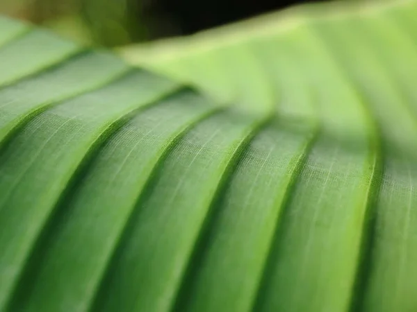 Επιλεκτική Εννοιολογική Εστίαση Δροσοσταλίδες Δροσοσταλίδες Πράσινα Φύλλα Φύλλα Κατά Την — Φωτογραφία Αρχείου