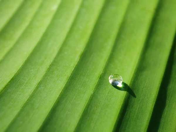 Enfoque Selectivo Conceptual Gotas Rocío Hojas Hojas Capas Verdes Amanecer — Foto de Stock