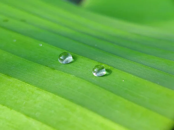 Foco Seletivo Conceitual Gotas Orvalho Folha Folhas Verdes Camadas Nascer — Fotografia de Stock