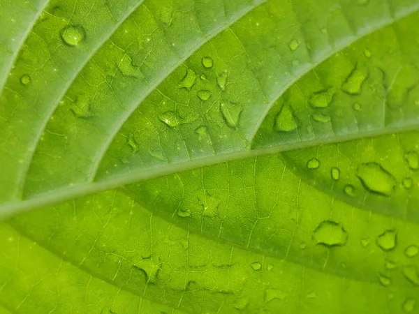 Guava Fibra Folha Textura Fundo Com Gota Orvalho Parte Manhã — Fotografia de Stock