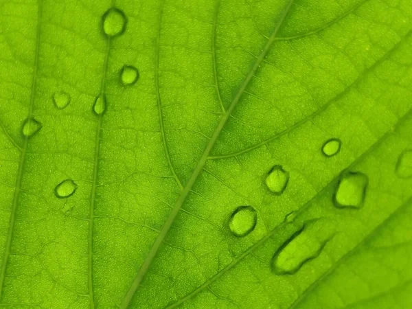 Guava Fiber Yaprak Dokusu Arkaplanı Sabah Çiğ Damlası — Stok fotoğraf