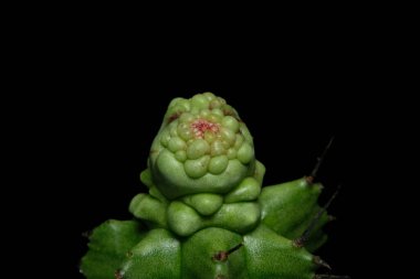 Close up shoot of Euphorbia Horrida f. monstruosa, milk barrel cactus plant. Isolated on black background. image photo