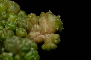Close up detail shoot of Coryphantha elephantidens cristata monstruosa. Isolated on black background color. image photo