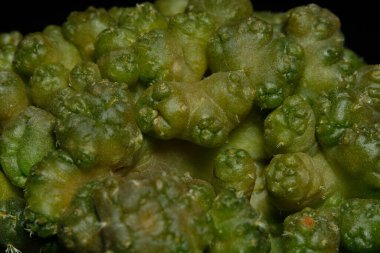 Close up detail shoot of Coryphantha elephantidens cristata monstruosa. Isolated on black background color. image photo