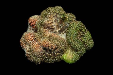 Top view of gymnocalycium mihanovichii cristata. Isolated on black background. image photo