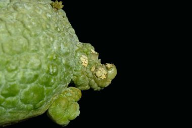 Close up detail shoot of pseudolithos migiurtinus branch cactus plant. Isolated on black background color. image photo