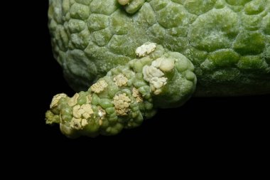 Close up detail shoot of pseudolithos migiurtinus branch cactus plant. Isolated on black background color. image photo
