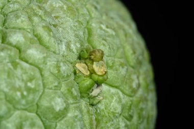 Close up detail shoot of pseudolithos migiurtinus flower bud cactus plant. Isolated on black background color. image photo