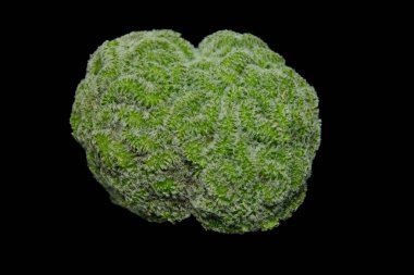 Close up detail top view of mammillaria compressa cv yokan green cristata white spine. Isolated on black background. image photo