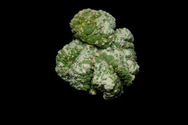 Astrophytum kikko kertenkele derisi Cristata mutantının yakınında. Siyah arka planda izole edilmiş. resim fotoğrafı