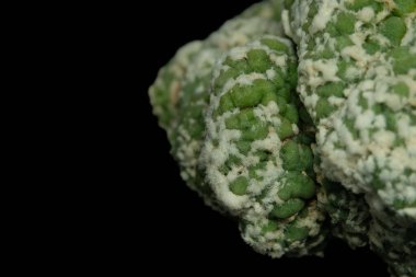 Close up, detail macro shoot of Astrophytum kikko lizard skin cristata mutant. Isolated on black background. image photo