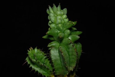 Euphorbia Horrida f. monstruosa, milk barrel cactus plant. Isolated on black background. image photo