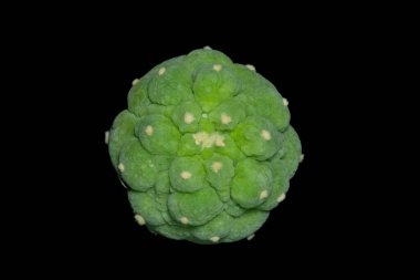 Close up top view of Lophophora williamsii var. Fricii Lizard skin. Isolated on black background color. image photo