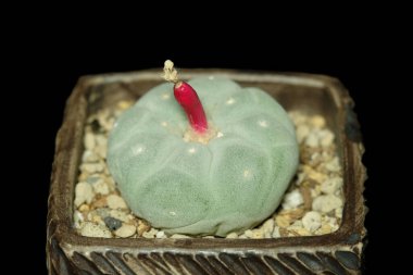 Close up of Lophophora Fricii Ooibo fruit or seedpod peyote cactus plant on soil pot. Isolated on black background color. image photo