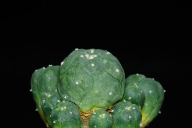 Side view of Lophophora williamsii var. jourdaniana from offset grafting mother plant. Isolated on black background color. image photo