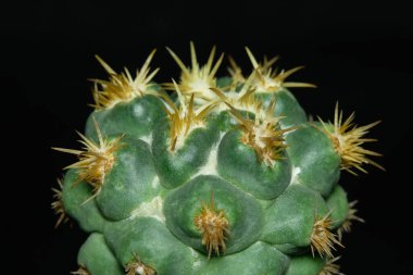 Side view of Coryphantha elephantidens ssp Bumamma monstruosa spine. Isolated on black background color. image photo
