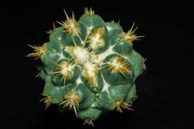 Close up top view of Coryphantha elephantidens ssp Bumamma monstruosa. Isolated on black background color. image photo
