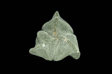 Astrophytum Myriostigma coahuilense trikostatum ya da beyaz noktalarla dolu üç kaburganın üst görüntüsünü kapatın. Siyah arka planda izole edilmiş. Resim fotoğrafı.