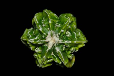Astrophytum Myriostigma Hakujo Fukuryu 'nun üst görüntüsünü kapatın. Yeşil sarı limon renginde altı pirzola yeni melezi. Siyah arka planda izole edilmiş. Resim fotoğrafı.