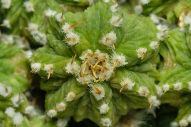 Aztekium Ritteri kaktüs bitkisinin üst görüntüsünü kapatın. Siyah arkaplan renginde izole edilmiş. resim fotoğrafı