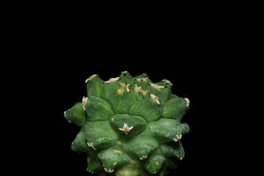 Turbinicarpus nthe kaktüs bitkisini kapatın. Siyah arkaplan renginde izole edilmiş. resim fotoğrafı