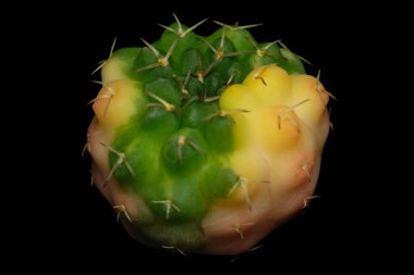 Yakından, Gymnocalycium Ochoterenae 'nin çeşitli kaktüs bitkisinin üst tarafı. Siyah arkaplan renginde izole edilmiş. resim fotoğrafı