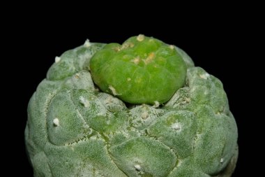 Lophophora Fricii Ooibo Monstrose peyote kaktüs bitkisinin yan görüntüsü. Siyah arkaplan renginde izole edilmiş. resim fotoğrafı